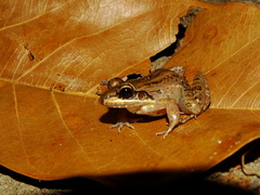 Leptodactylus fuscus