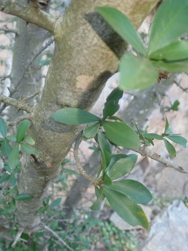 Image of Hyperacanthus amoenus by (c) agujaceratops, some rights reserved (CC BY)