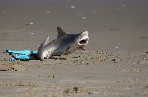 Sandbar Shark photographed in Virginia