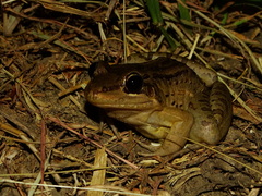 Leptodactylus insularum