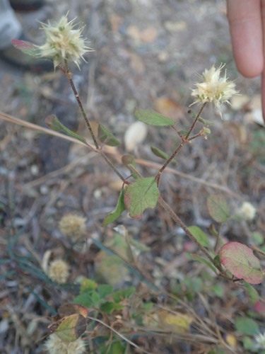 Image of Cyathula Lanceolata (Cyathula lanceolata) by (c) agujaceratops, some rights reserved (CC BY)