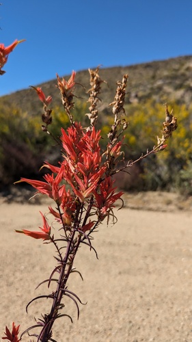 Wyoming Indian paintbrush (Castilleja linariifolia)