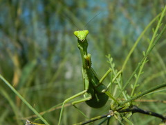 Stagmatoptera hyaloptera