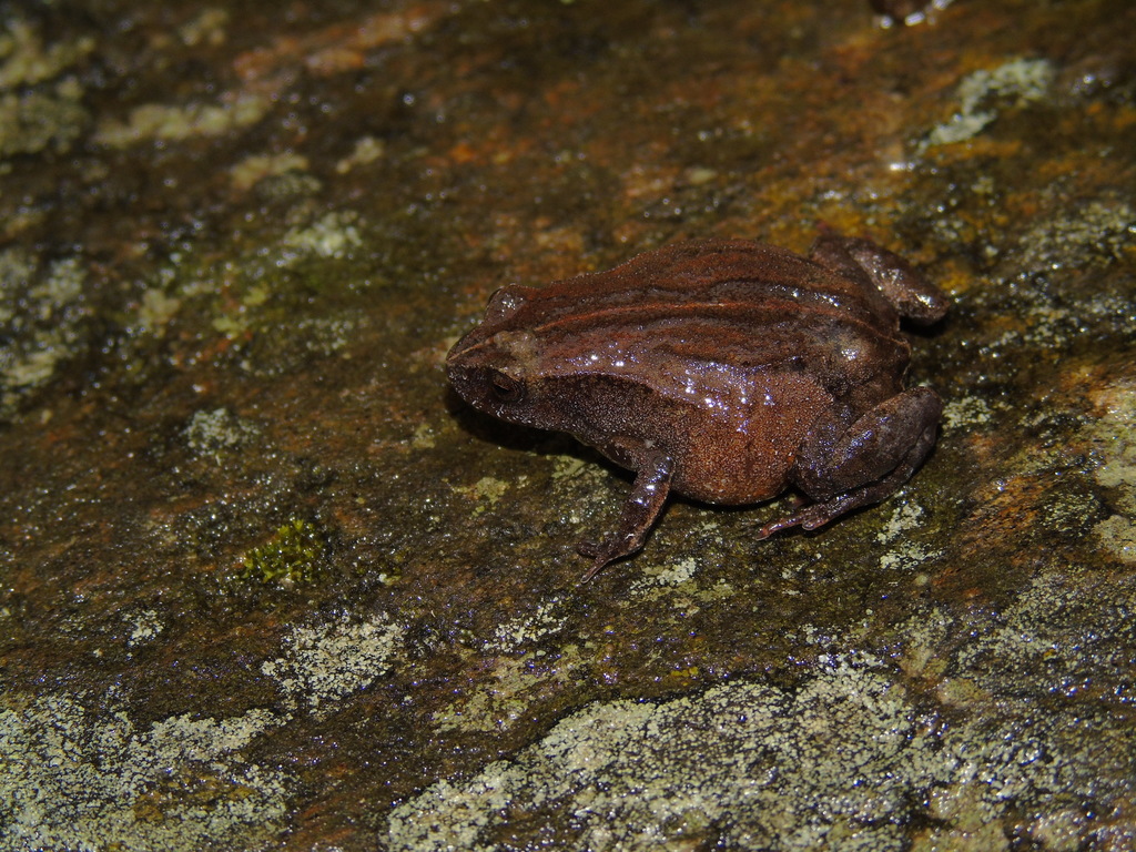 Sierra Frogs