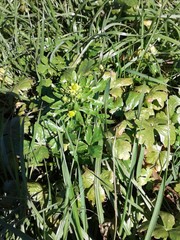 Ranunculus sceleratus