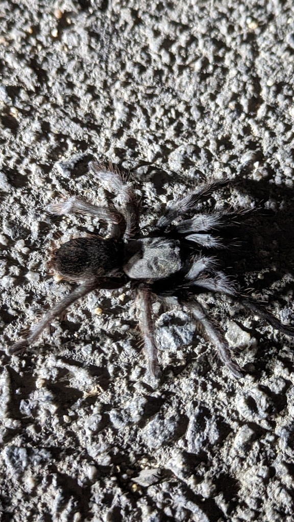 Johnny Cash Tarantula from Kern County, CA, USA on October 8, 2023 at