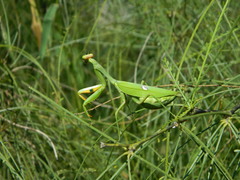 Stagmatoptera hyaloptera