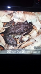 Platymantis dorsalis