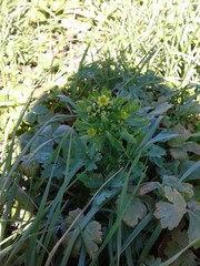 Ranunculus sceleratus