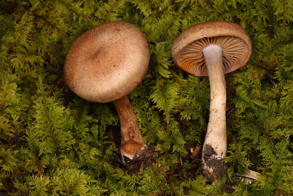 Cortinarius sp. 'IN86'