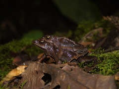 Atelopus nahumae