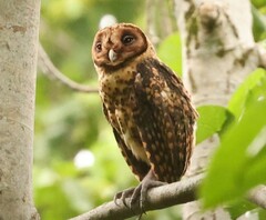 Golden Masked Owl photo 3