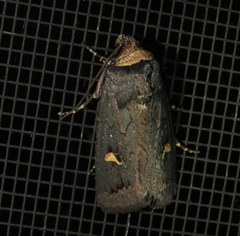 Proteuxoa cinereicollis