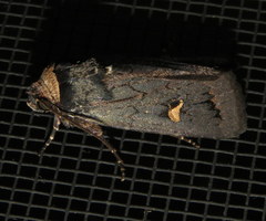 Proteuxoa cinereicollis