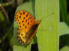 Argynnis hyperbius