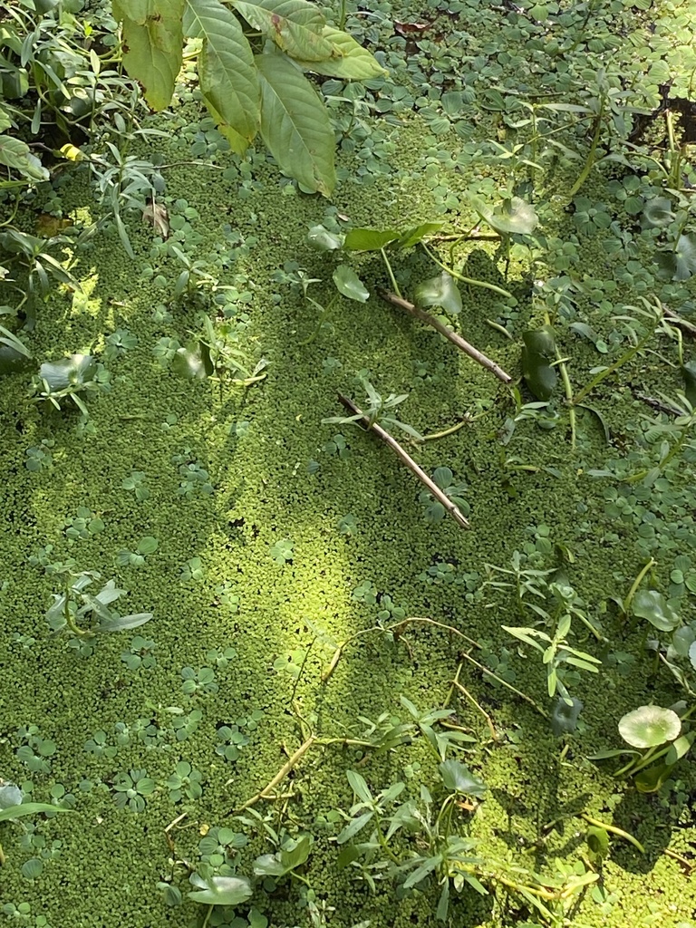 water spangles from SR-6, Jasper, FL, US on October 9, 2023 at 11:54 PM ...