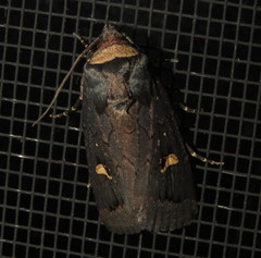 Proteuxoa cinereicollis