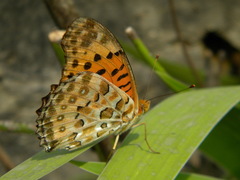 Argynnis hyperbius