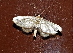 Idaea trypheropa