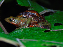 Atelopus laetissimus