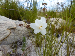 Cyrtanthus leucanthus