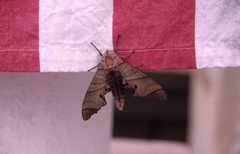 Marumba juvencus