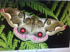 Polythysana rubrescens