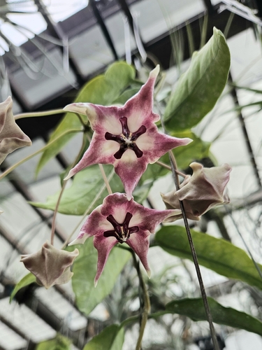 Hoya onychoides P.I.Forst., Liddle & I.M.Liddle