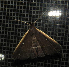 Adrapsa ablualis