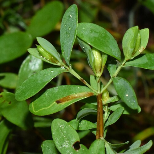 Caloptilia hypericella photo 3