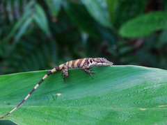 Anolis solitarius