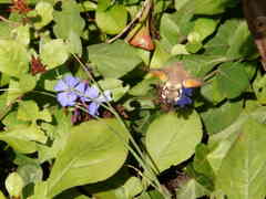 Macroglossum stellatarum