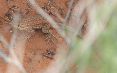 Uta stansburiana uniformis