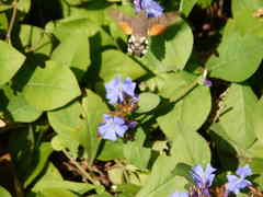 Macroglossum stellatarum