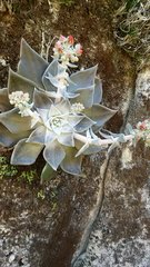 Dudleya cymosa pumila