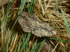 Menophra japygiaria