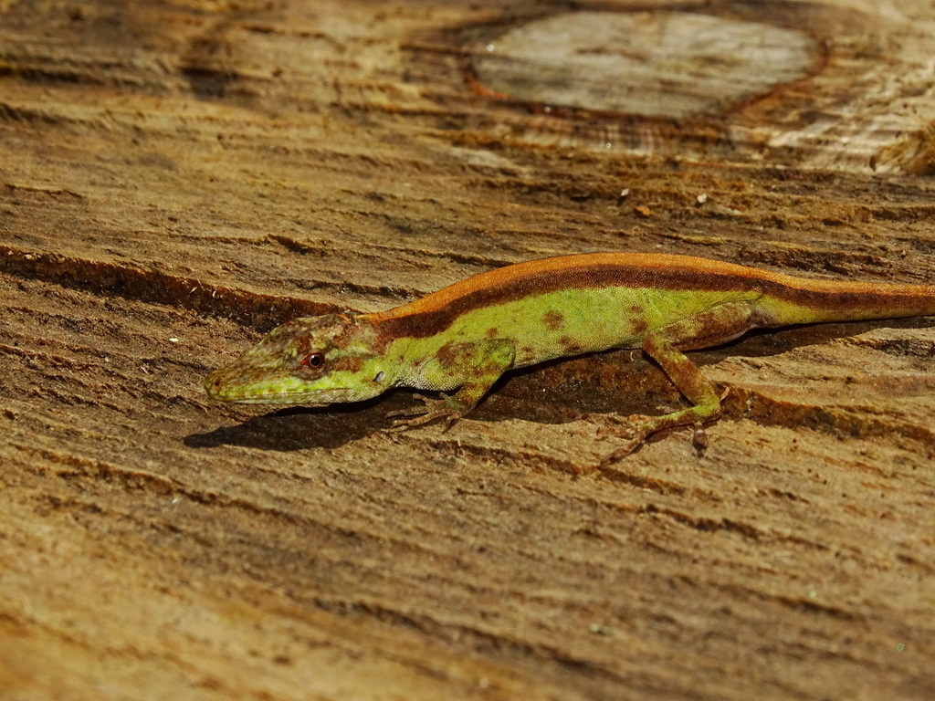 Solitaire Anole