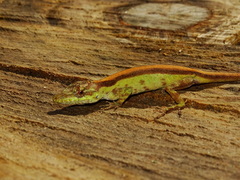 Anolis paravertebralis