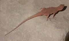 Urosaurus ornatus wrighti