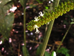 Geonoma macrostachys