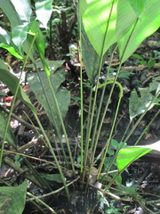 Geonoma macrostachys