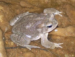 Anaxyrus microscaphus