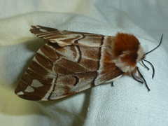 Endromis versicolora