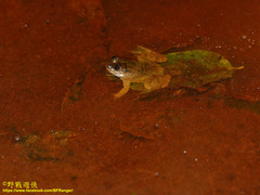 Occidozyga laevis