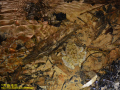 Occidozyga laevis