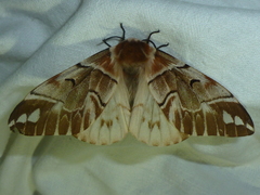 Endromis versicolora