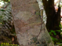 Gonocephalus bornensis