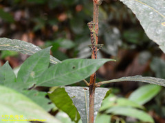 Gonocephalus bornensis