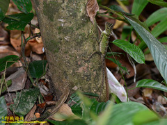 Gonocephalus bornensis