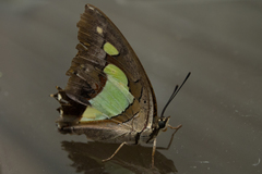 Polyura